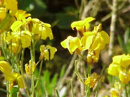 Image result for Cheiranthus cheiri