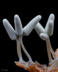 Attēlu rezultāti vaicājumam “Arcyria cinerea spores”