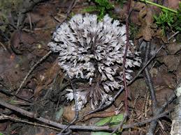 Attēlu rezultāti vaicājumam “Thelephora penicillata”