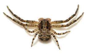 Image result for crab spider