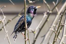 Attēlu rezultāti vaicājumam “Sturnus vulgaris male”