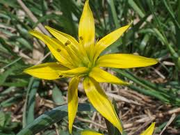 Attēlu rezultāti vaicājumam “Gagea pratensis flower”