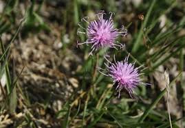 Attēlu rezultāti vaicājumam “Serratula tinctoria flower”