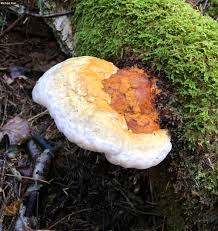 Attēlu rezultāti vaicājumam “Fomitopsis pinicola”