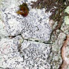 Attēlu rezultāti vaicājumam “Phaeographis dendritica”