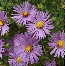 Image result for Aster
