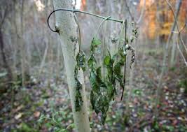 Attēlu rezultāti vaicājumam “Hymenoscyphus fraxineus”