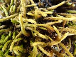 Attēlu rezultāti vaicājumam “Antitrichia curtipendula”