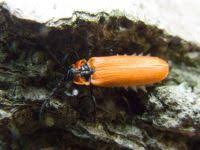 Attēlu rezultāti vaicājumam “Lygistopterus sanguineus larva”