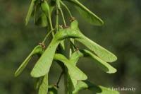 Attēlu rezultāti vaicājumam “Acer pseudoplatanus fruit”