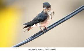 Attēlu rezultāti vaicājumam “Hirundo rustica juvenile”