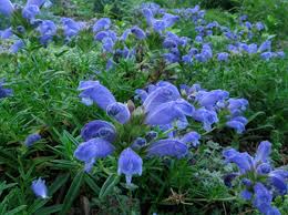Attēlu rezultāti vaicājumam “Dracocephalum ruyschiana fruit”
