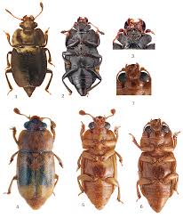 Attēlu rezultāti vaicājumam “Epuraea sp.”