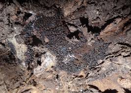 Attēlu rezultāti vaicājumam “Symphytocarpus sp.”