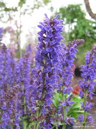 Attēlu rezultāti vaicājumam “Salvia nemorosa flower”