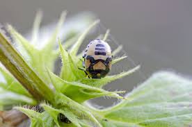 Attēlu rezultāti vaicājumam “Tritomegas bicolor nymph”