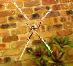 Image result for st andrews cross spider