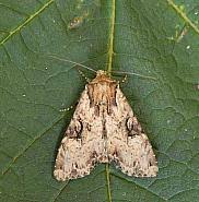 Attēlu rezultāti vaicājumam “Apamea epomidion”