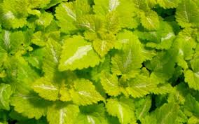 Attēlu rezultāti vaicājumam “Lamium maculatum leaf”