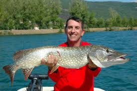 Image result for Esox lucius