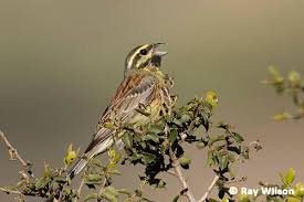 Image result for Emberiza cirlus