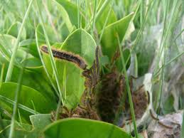 Attēlu rezultāti vaicājumam “Malacosoma castrensis larva”