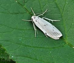 Attēlu rezultāti vaicājumam “Pelosia muscerda”