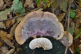 Attēlu rezultāti vaicājumam “Daedalea quercina”