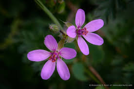 Attēlu rezultāti vaicājumam “Erodium cicutarium flower”
