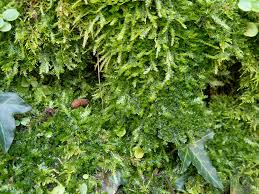 Attēlu rezultāti vaicājumam “Plagiothecium denticulatum”