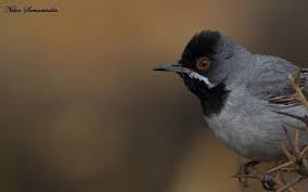 Image result for Sylvia rueppelli