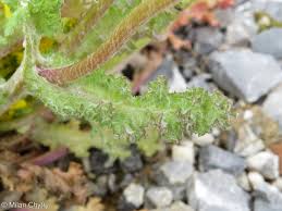Attēlu rezultāti vaicājumam “Senecio vernalis”