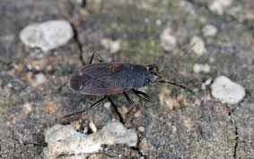 Attēlu rezultāti vaicājumam “Eremocoris plebejus”