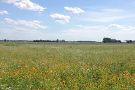 Attēlu rezultāti vaicājumam “Arcyria denudata young”