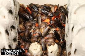 Attēlu rezultāti vaicājumam “Badhamia dubia sessile”