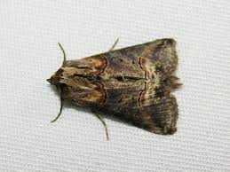 Attēlu rezultāti vaicājumam “Abrostola triplasia”