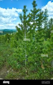 Attēlu rezultāti vaicājumam “Pinus sibirica”