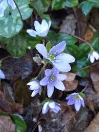 Attēlu rezultāti vaicājumam “Hepatica nobilis”