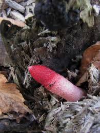 Attēlu rezultāti vaicājumam “Mutinus ravenelii”