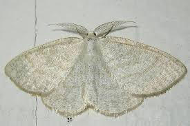 Attēlu rezultāti vaicājumam “Cabera exanthemata female”