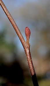Attēlu rezultāti vaicājumam “Alnus incana bud”
