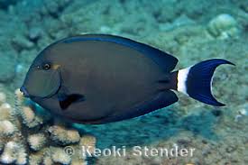 Image result for Acanthurus blochii