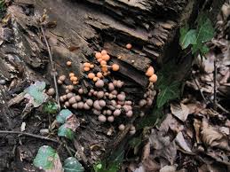 Attēlu rezultāti vaicājumam “Lycogala cf. fossiculatum young”