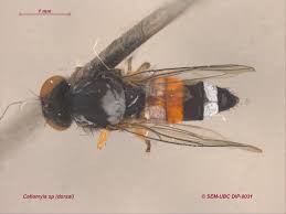 Attēlu rezultāti vaicājumam “Platypezidae”