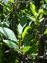 Attēlu rezultāti vaicājumam “Frangula alnus”