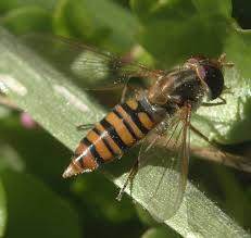 Attēlu rezultāti vaicājumam “Episyrphus balteatus”