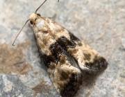 Attēlu rezultāti vaicājumam “Eupoecilia angustana”