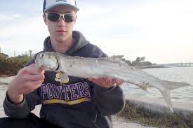 Image result for Elops saurus