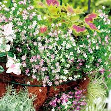 Attēlu rezultāti vaicājumam “Gypsophila muralis flower”