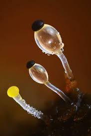 Attēlu rezultāti vaicājumam “Pilobolus crystallinus”